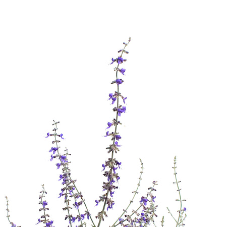 Perovskia, 1 gal, Little Spire