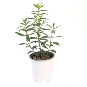 Phlox, 1 gal, Orchid Yellow