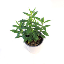 Load image into Gallery viewer, Phlox, 1 gal, Orchid Yellow
