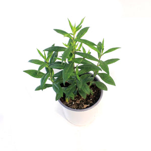 Phlox, 1 gal, Orchid Yellow