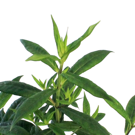 Phlox, 1 gal, Orchid Yellow