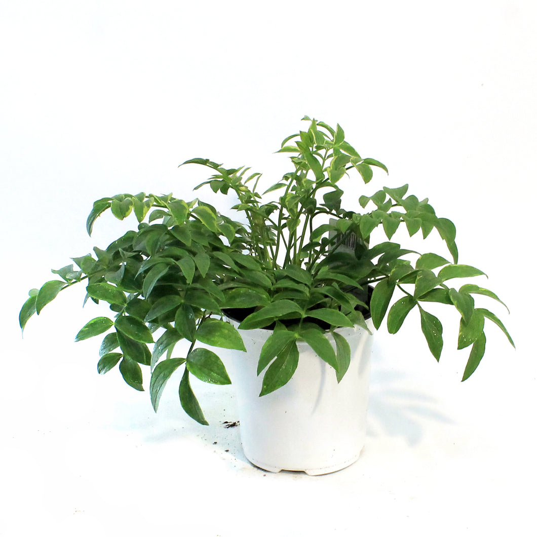 Polemonium, 1 gal, Stairway to Heaven