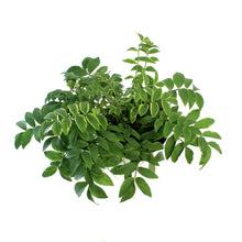 Load image into Gallery viewer, Polemonium, 1 gal, Stairway to Heaven
