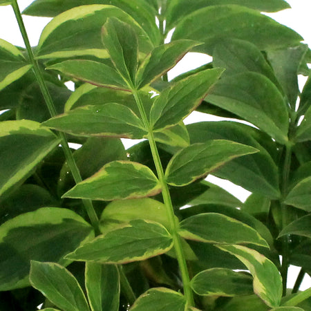 Polemonium, 1 gal, Stairway to Heaven