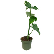 Alocasia, 4in, Mickey Mouse
