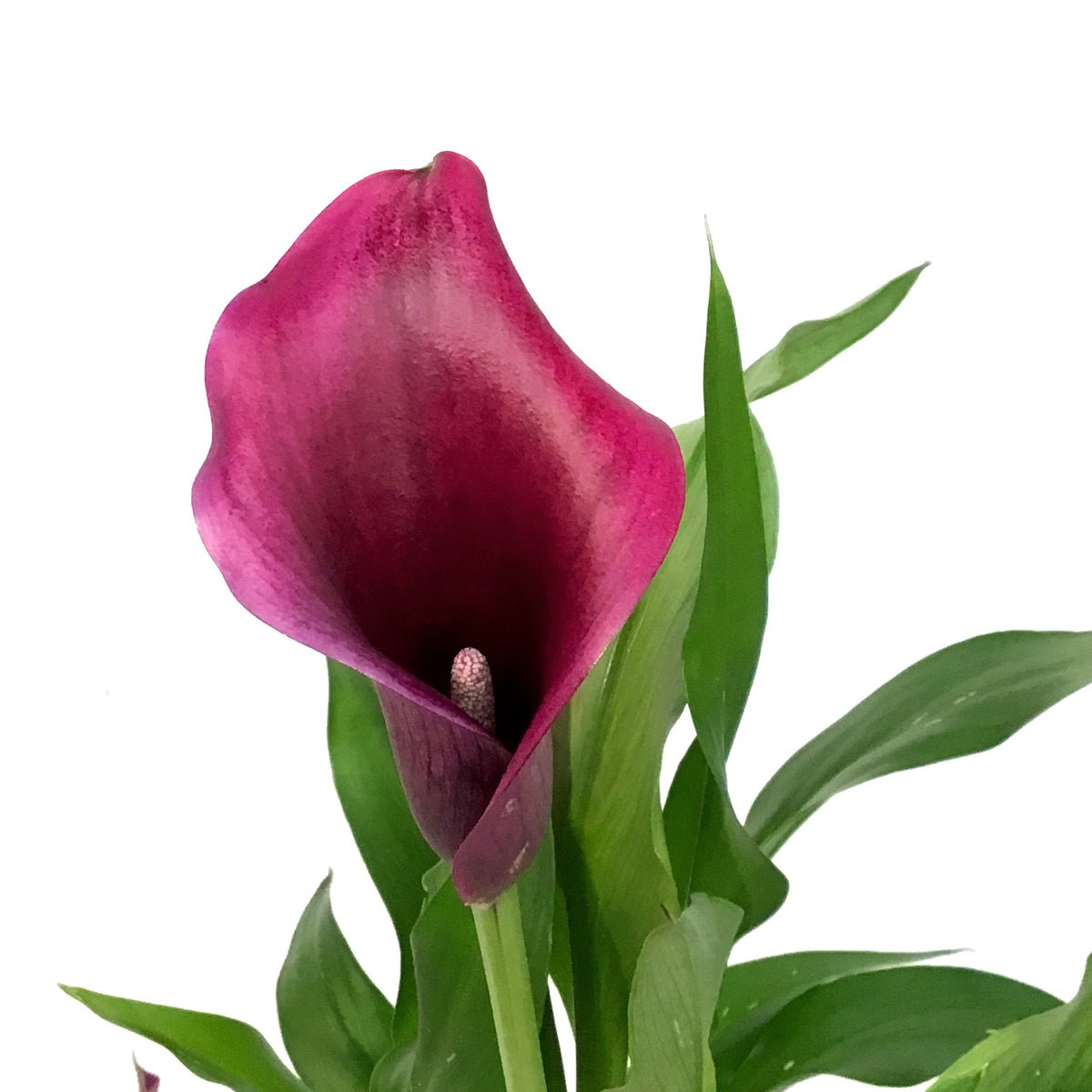 Calla Lily, 4.5in