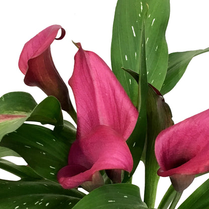 Calla Lily, 4.5in