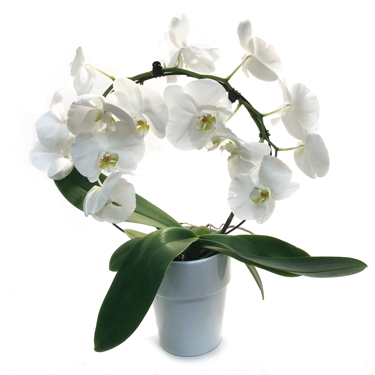 Orchid, 5in, Infinity Circle W/ Ceramic Pot