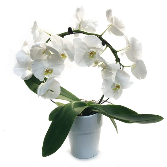 Orchid, 5in, Infinity Circle W/ Ceramic Pot