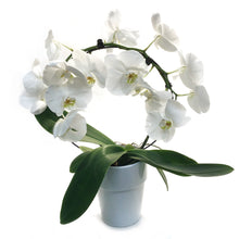 Load image into Gallery viewer, Orchid, 5in, Infinity Circle W/ Ceramic Pot
