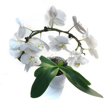 Load image into Gallery viewer, Orchid, 5in, Infinity Circle W/ Ceramic Pot
