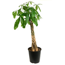 Load image into Gallery viewer, Pachira, 10in, Money Tree
