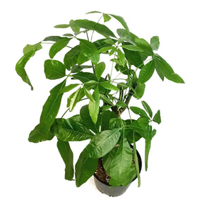 Pachira, 10in, Money Tree