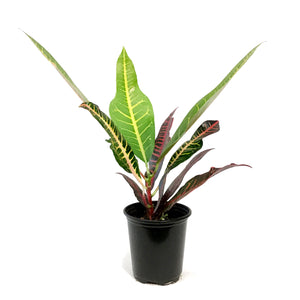 Croton, 3.5in, Nervia