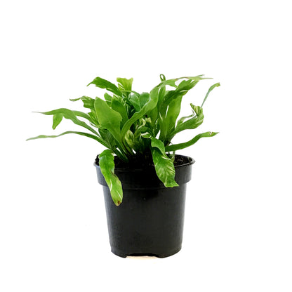 Fern, 4in, Bird's Nest Variegated