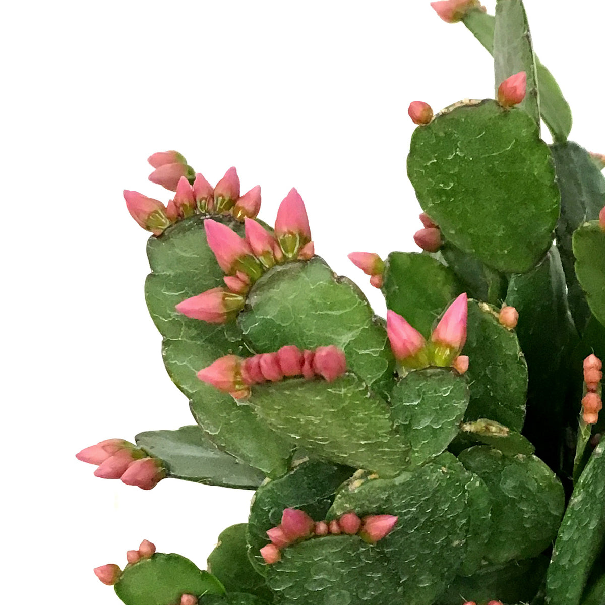 Easter Cactus, 6in, Hatoria Gaertneri