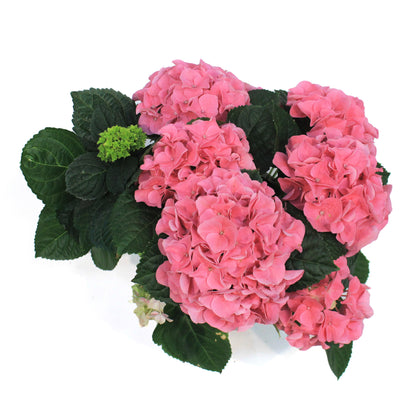 Hydrangea, 6in, HI™ River Pink w/ Easter Pot Cover