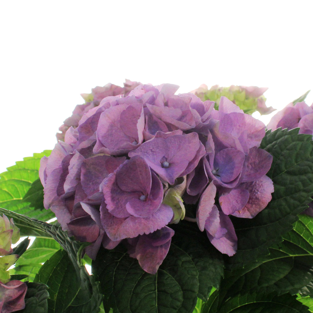 Hydrangea, 6in, HI™ River Blue w/ Easter Pot Cover