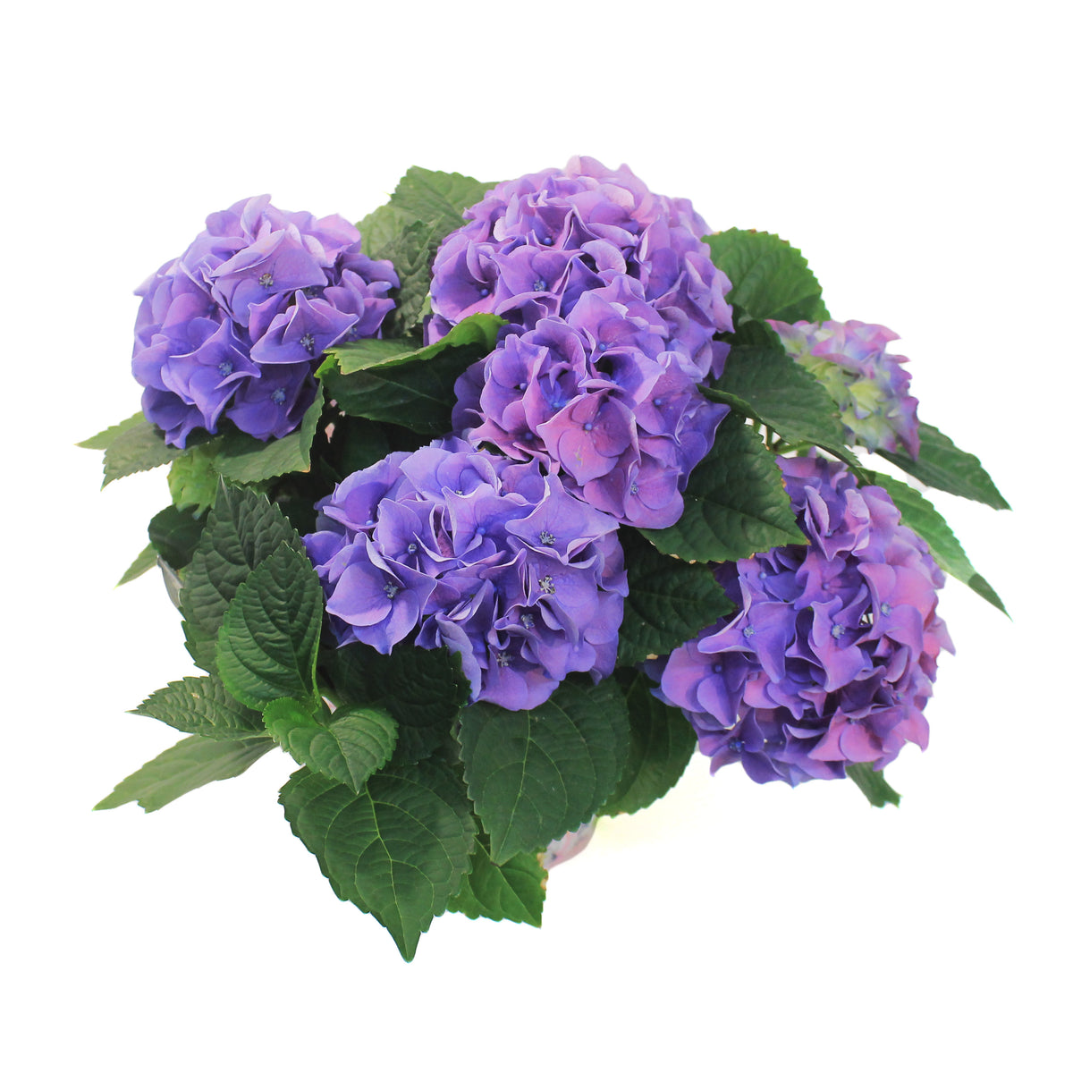 Hydrangea, 6in, HI™ River Blue w/ Easter Pot Cover