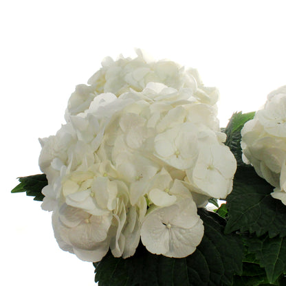 Hydrangea, 6in, HI™ Sun White w/ Easter Pot Cover