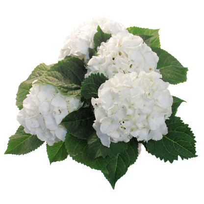 Hydrangea, 6in, HI™ Sun White w/ Easter Pot Cover