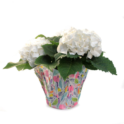 Hydrangea, 6in, HI™ Sun White w/ Easter Pot Cover