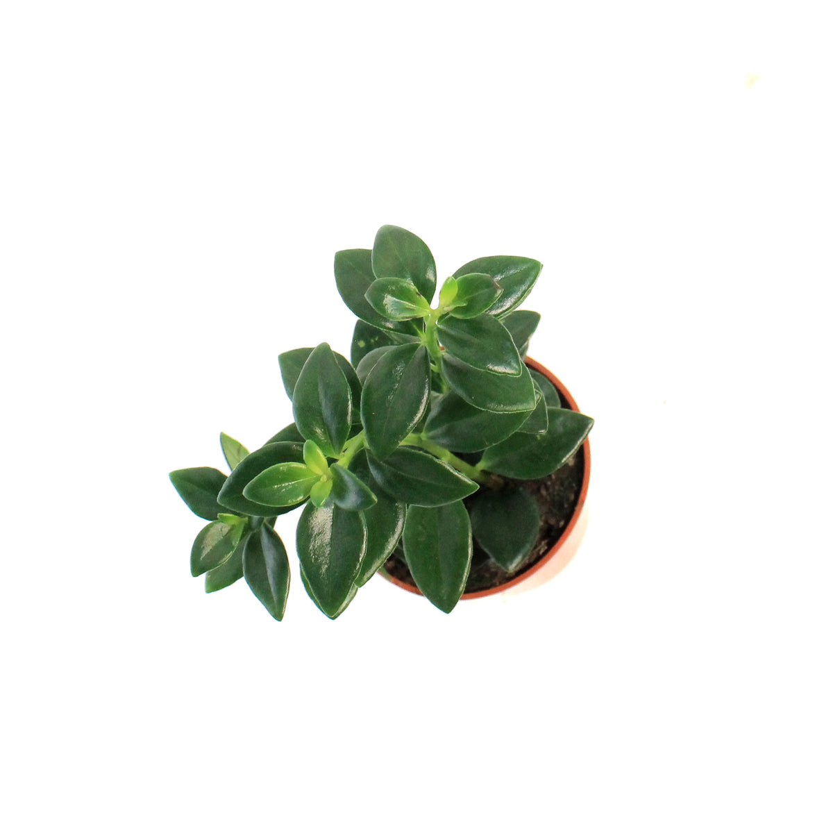 Goldfish Plant, 2.5in