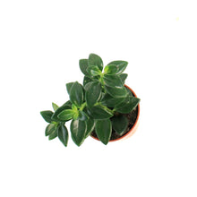 Load image into Gallery viewer, Goldfish Plant, 2.5in
