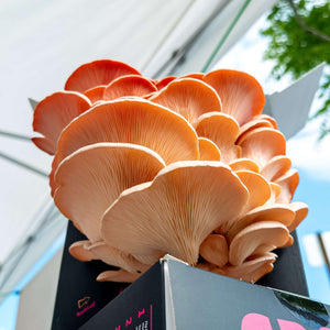 Nature Lion Pink Oyster Mushroom Growing Kit