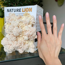 Load image into Gallery viewer, Nature Lion Lion&#39;s Mane Mushroom Growing Kit
