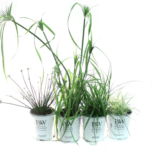 Annual, 1gal, Proven Winners Grass, Assorted