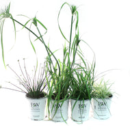 Annual, 1gal, Proven Winners Grass, Assorted
