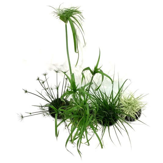 Annual, 1gal, Proven Winners Grass, Assorted