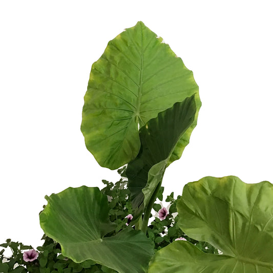 Planter, 24in, Spring Combo, Assorted