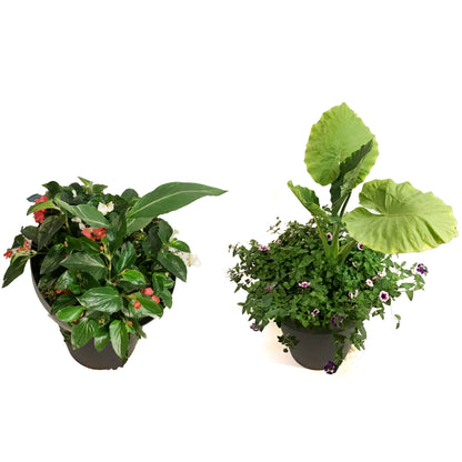 Planter, 24in, Spring Combo, Assorted