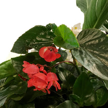Load image into Gallery viewer, Planter, 24in, Spring Combo, Assorted
