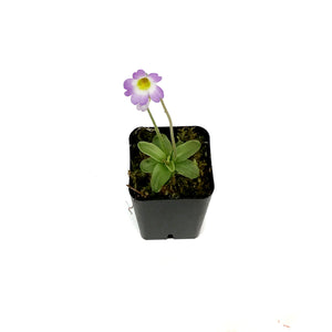 Butterwort, 2.5in, Pinguicula primuliflora