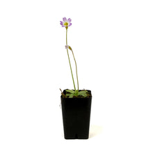 Load image into Gallery viewer, Butterwort, 2.5in, Pinguicula primuliflora
