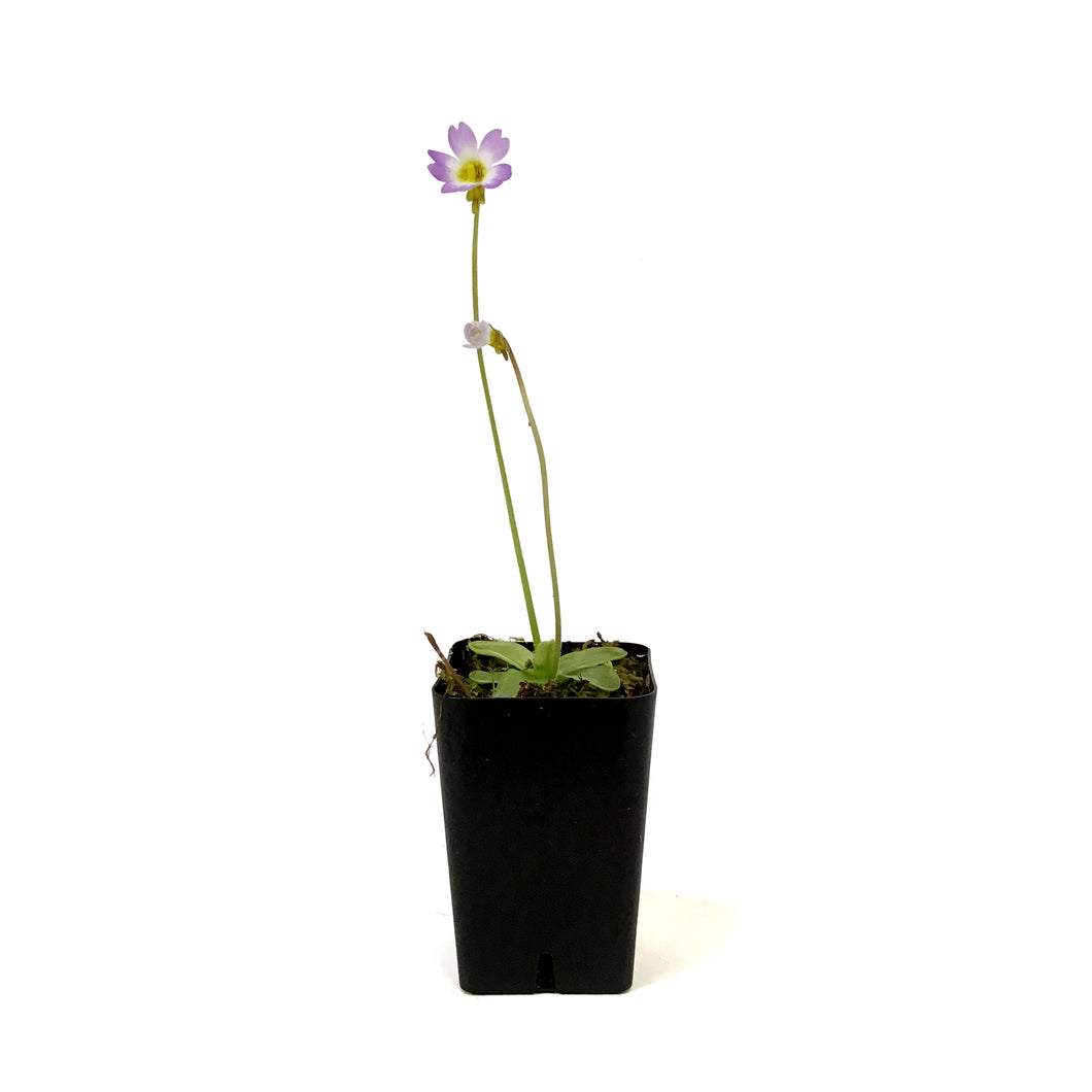 Butterwort, 2.5in, Pinguicula primuliflora