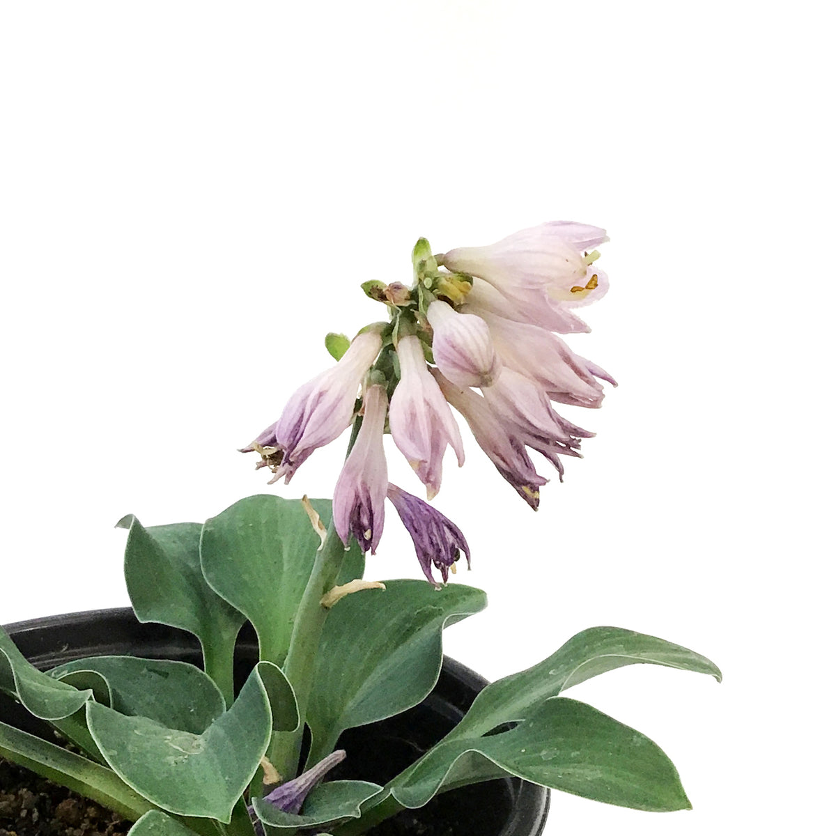 Hosta, 5in, Blue Mouse Ears Miniature