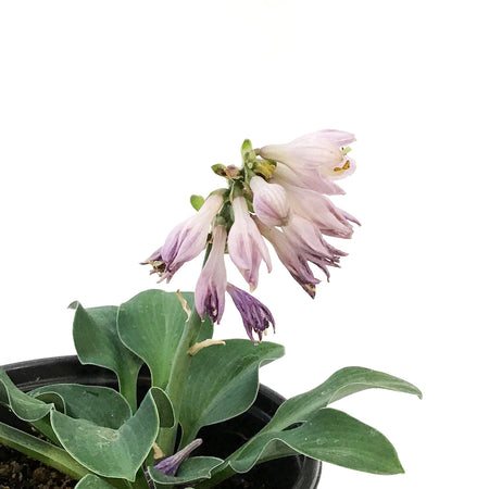 Hosta, 5in, Blue Mouse Ears Miniature
