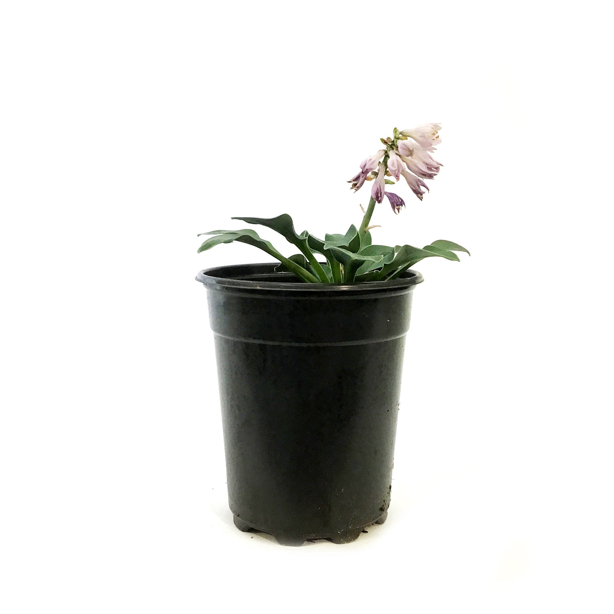 Hosta, 5in, Blue Mouse Ears Miniature