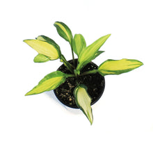 Load image into Gallery viewer, Hosta, 5in, Dwarf Curly Fries
