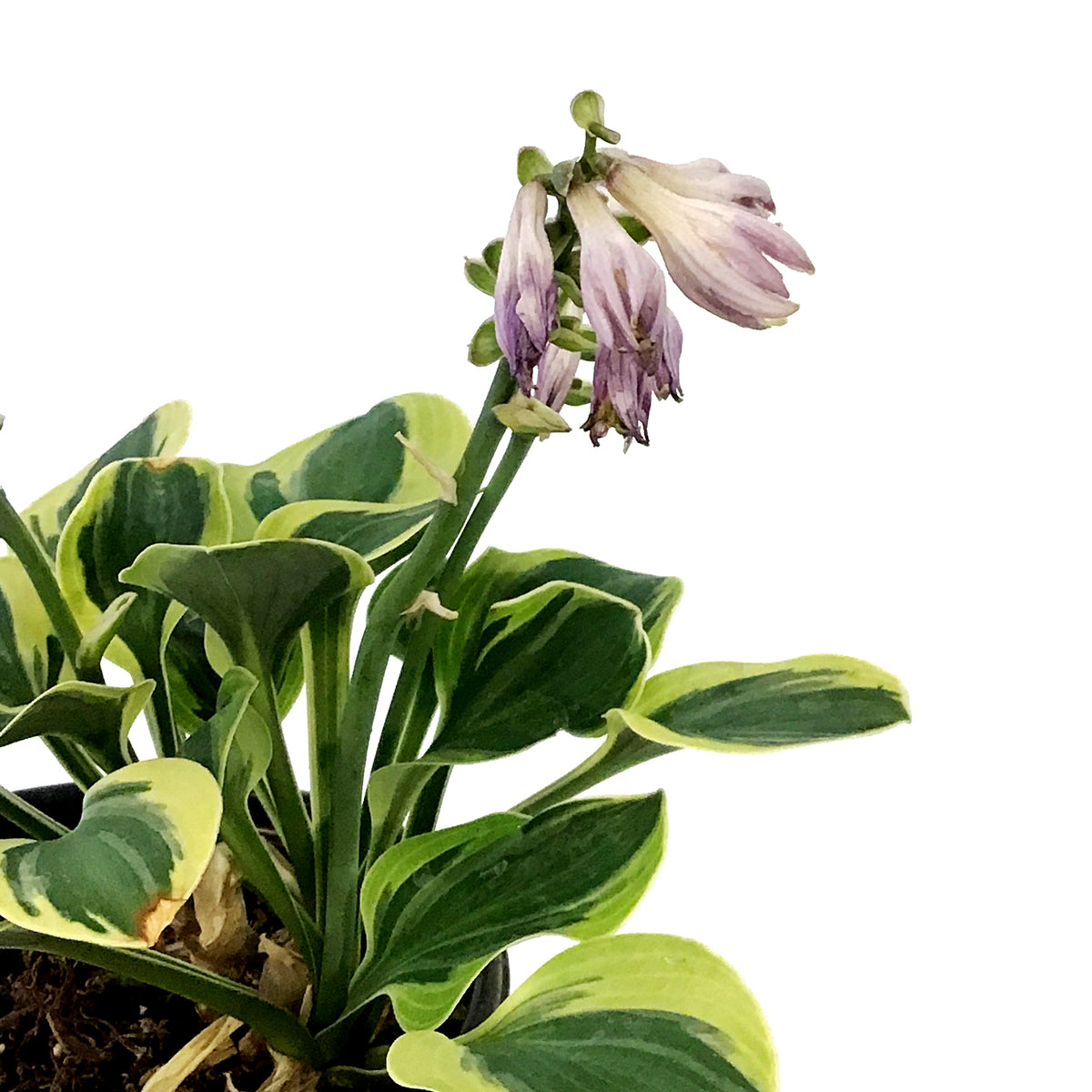 Hosta, 5in, Frosted Mouse Ears