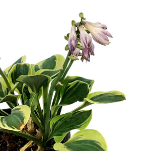 Hosta, 5in, Frosted Mouse Ears