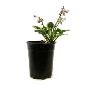 Hosta, 5in, Frosted Mouse Ears
