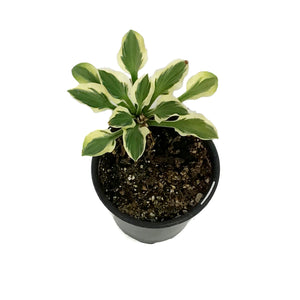 Hosta, 5in, Funny Mouse