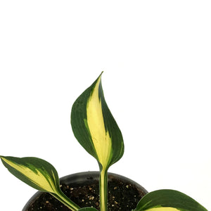 Hosta, 5in, Lakeside Cupcake