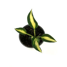 Load image into Gallery viewer, Hosta, 5in, Lakeside Cupcake
