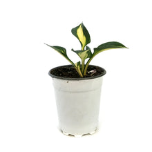 Load image into Gallery viewer, Hosta, 5in, Lakeside Cupcake
